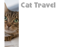 Cat Travel