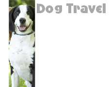 Dog Travel